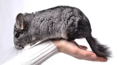 Jak oswoić szynszyla do ręki